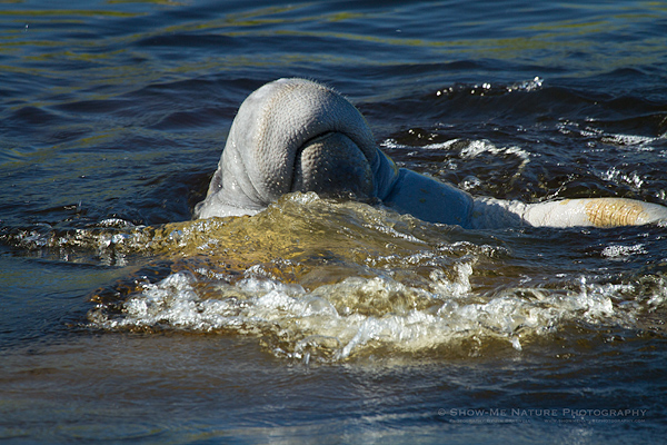 Manatee with head out of water