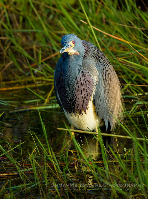 TriColored Heron foraging in the Everglades