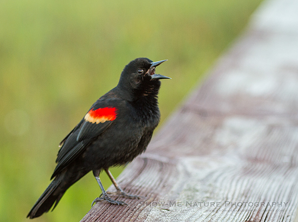 Red-winged Blackbird singing