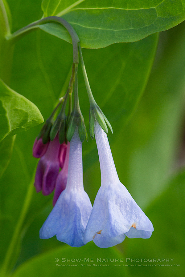 Virginia Bluebell wildflowers