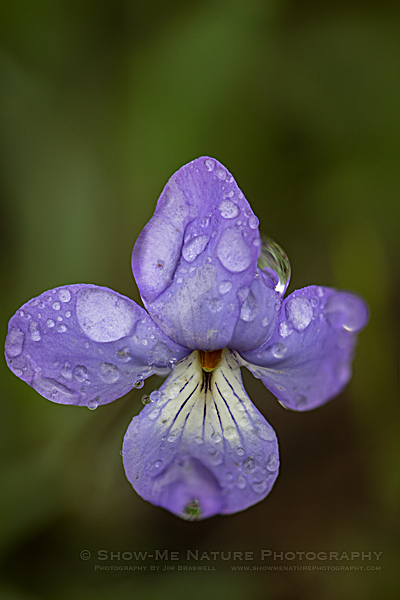 Bird's-foot Violet wildflower (focus-stacked image)