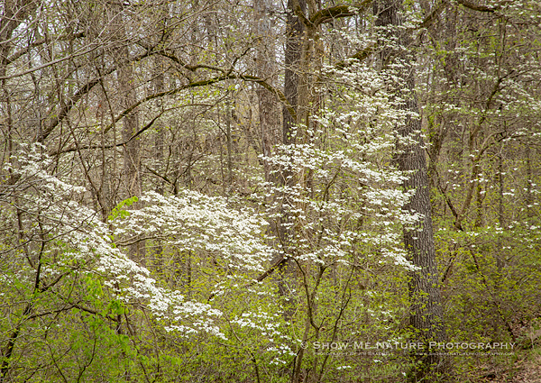 Dogwood trees in bloom