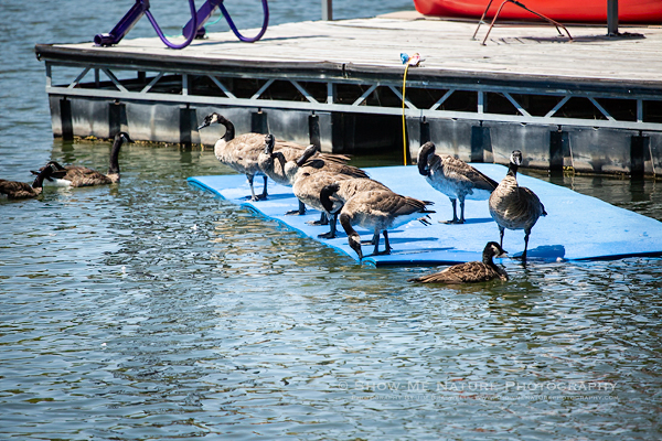 Canada Geese relaxing at the Lake