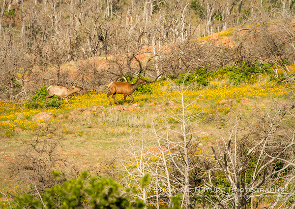 Elk in wildflowers