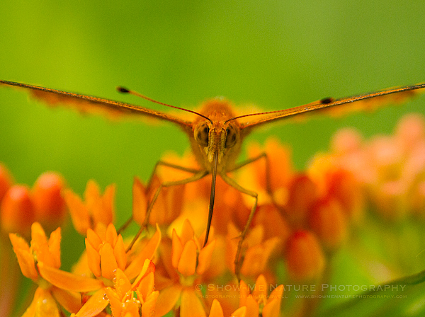 Fritillary Butterfly collecting nectar from Butterfly Weed wildflower