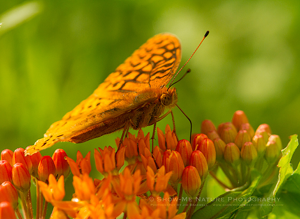 Fritillary Butterfly collecting nectar from Butterfly Weed wildflower
