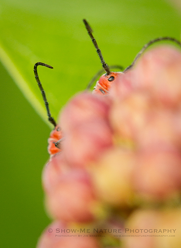 Red Milkweed Beetles mating