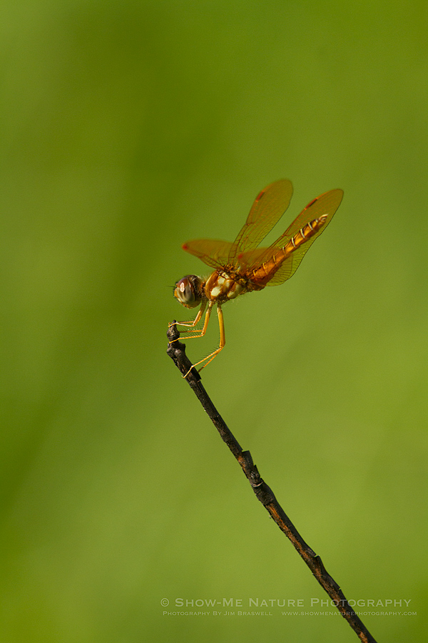 Low-flying Amber-wing