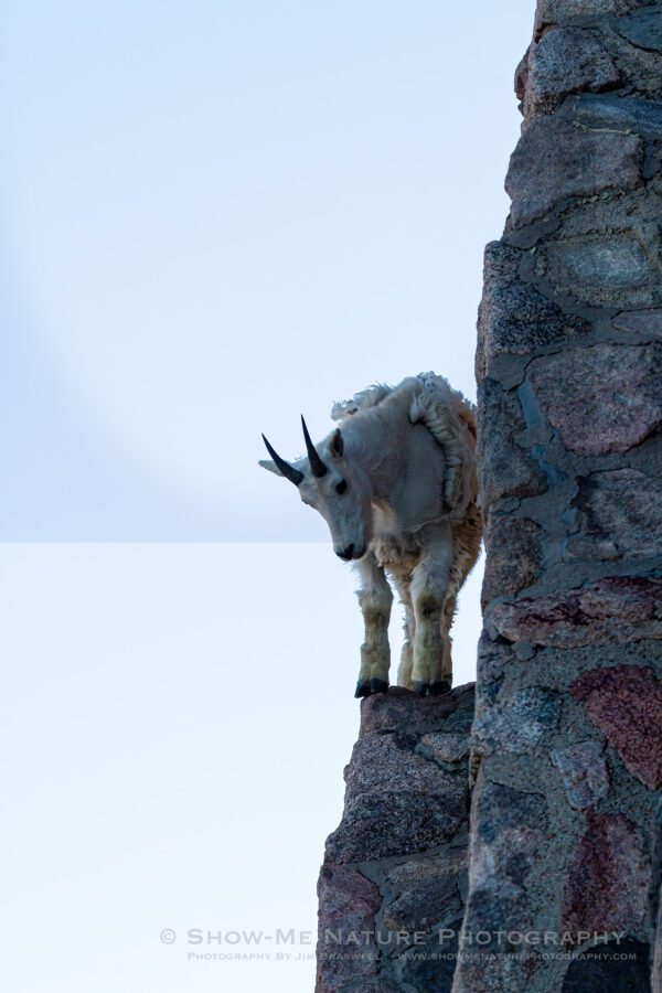 Mountain Goat analyzing his next step