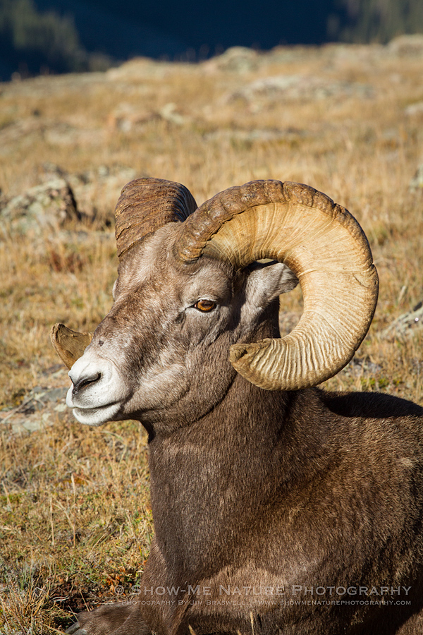 Bighorn Sheep ram, resting along Trail Ridge Road