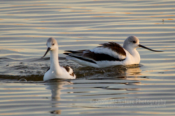 American Avocets on the refuge waters