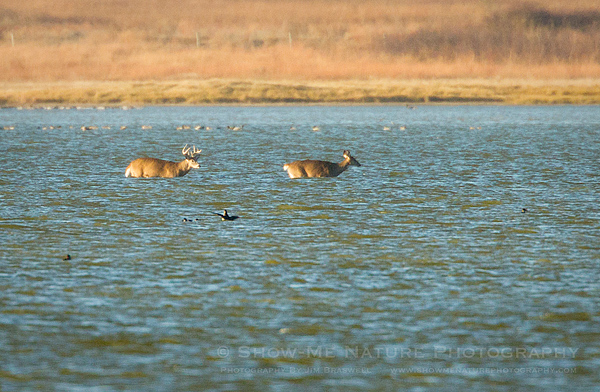 Deer Buck and Doe in water