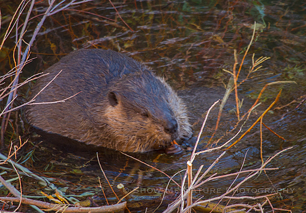 American Beaver foraging