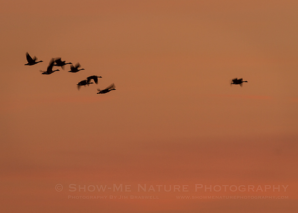 Canada Geese fly over in the pre-sunrise skies