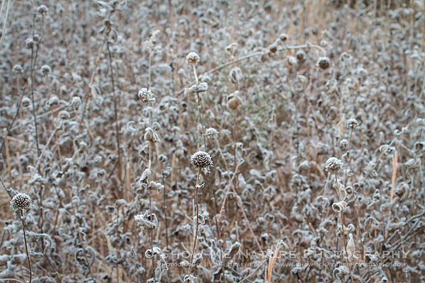 Early morning frosty landscape