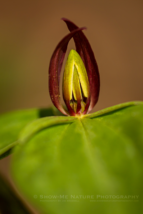 Trillium wildflower