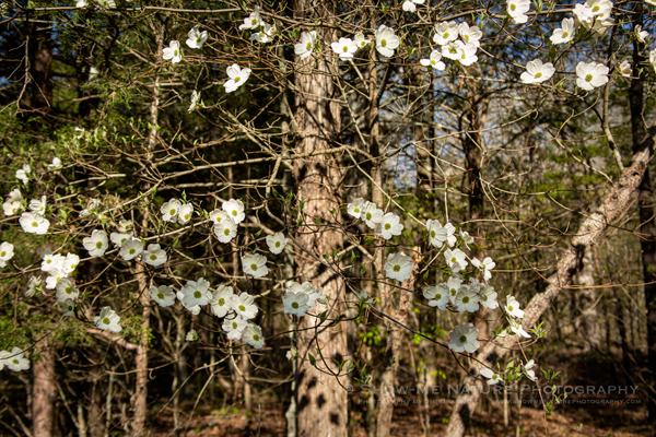 Dogwood blooming
