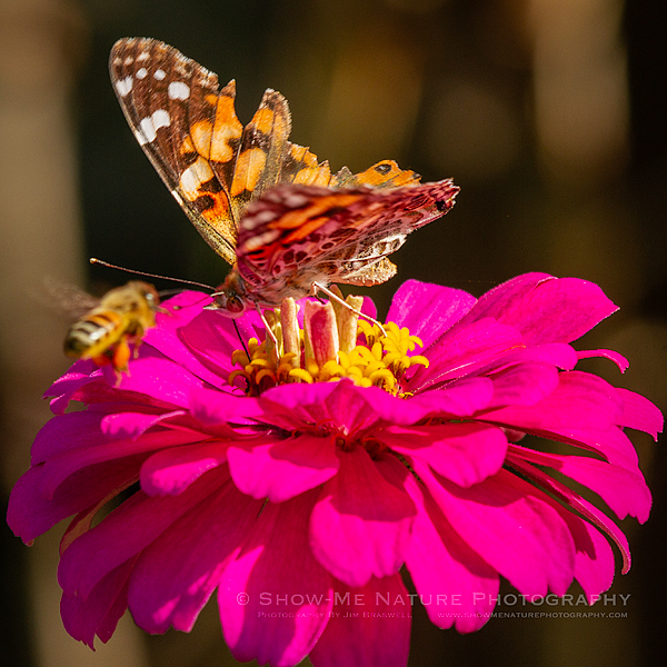 Painted Lady butterfly and Honey Bee on zinnia