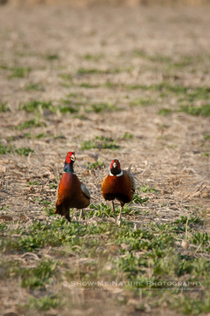 Ring-necked Pheasant, males