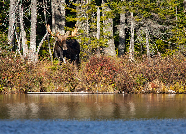 Bull Moose arrives at Sandy Stream Pond