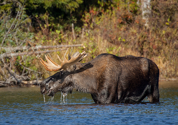 Bull Moose feeding on aquatic plants