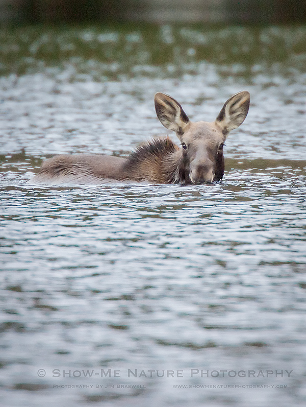 Moose calf crossing Sandy Stream Pond