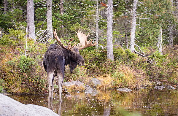 Bull Moose feeding on aquatic plants