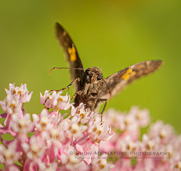 Skipper butterfly on Milkweed