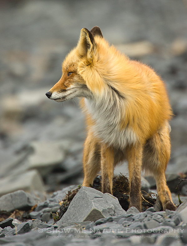 Red Fox on the beach