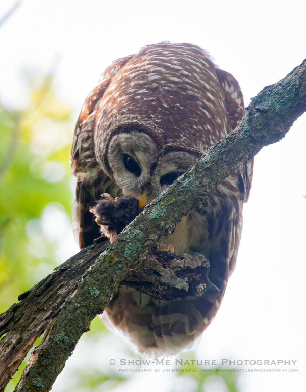 Barred Owl with prey (mole?)