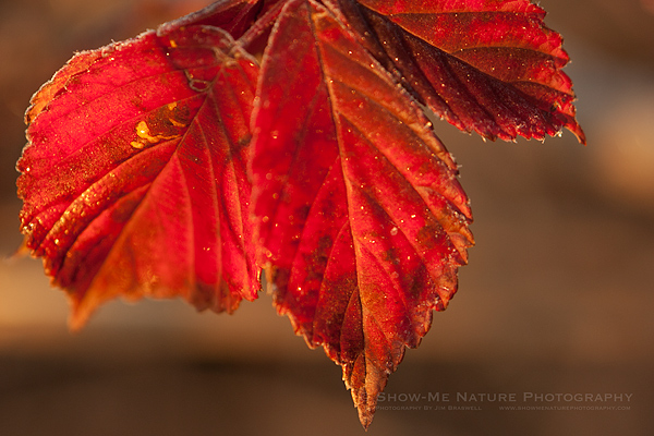 Sumac leaf in fall color