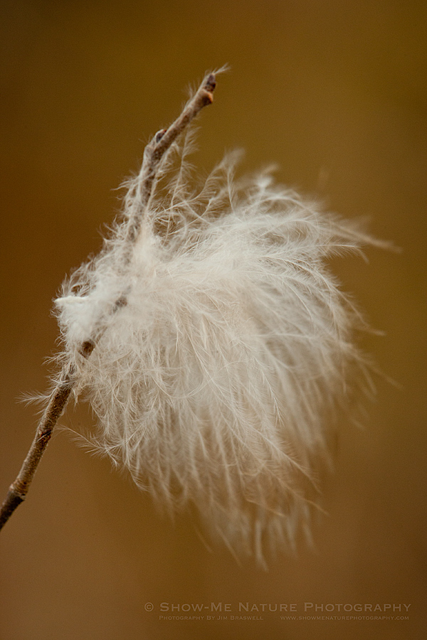 Remnant of a prairie plant's seed head