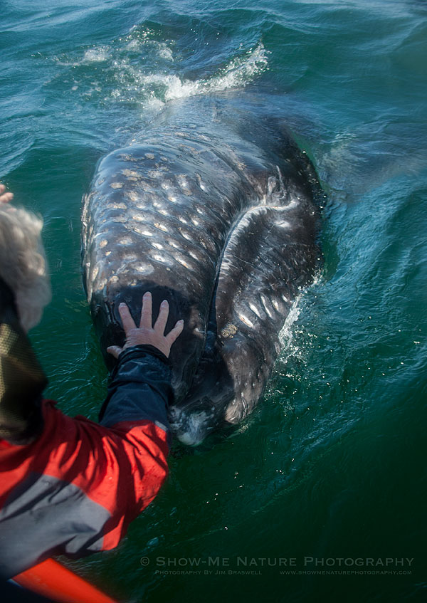 Touching the friendly Gray Whales
