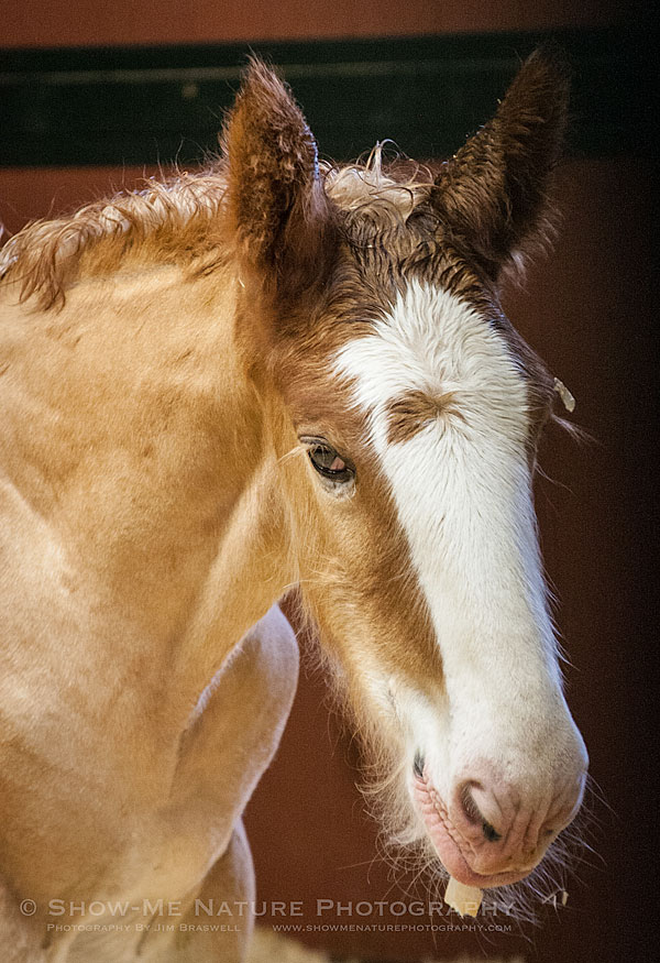 Budweiser Clydesdale foal