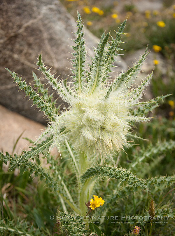 Wooly Thistle wildflower