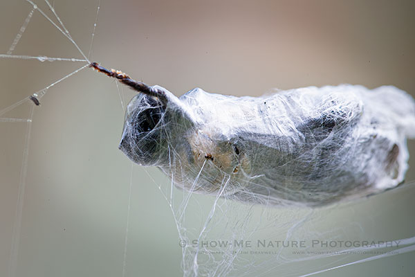 Wrapped-up grasshopper in spider web