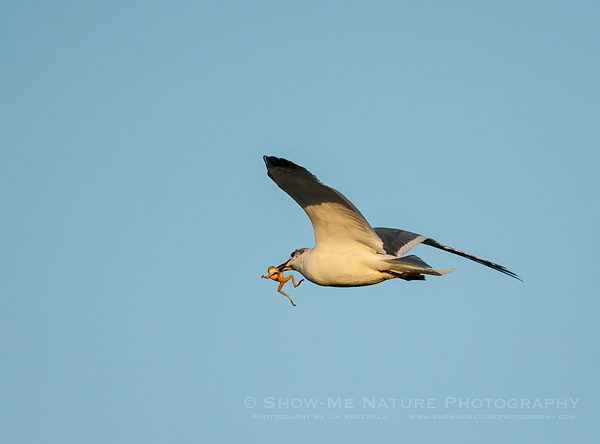 Laughing Gull with Frog