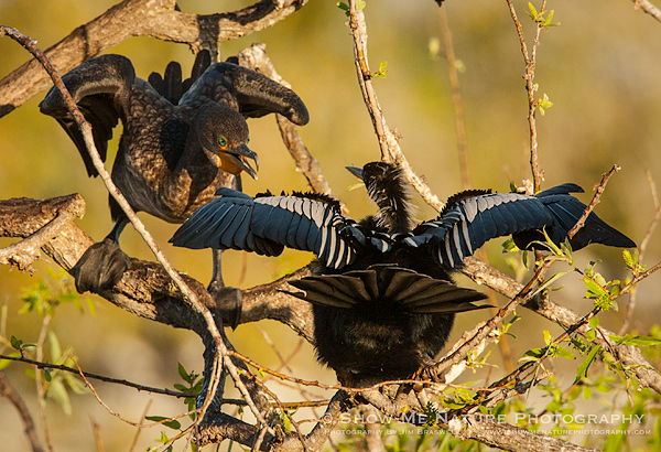 Anhinga and Double-crested Cormorant interaction