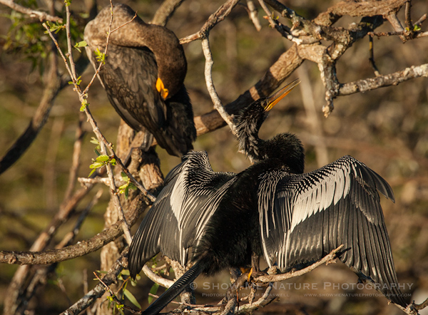 Anhinga and Double-crested Cormorant