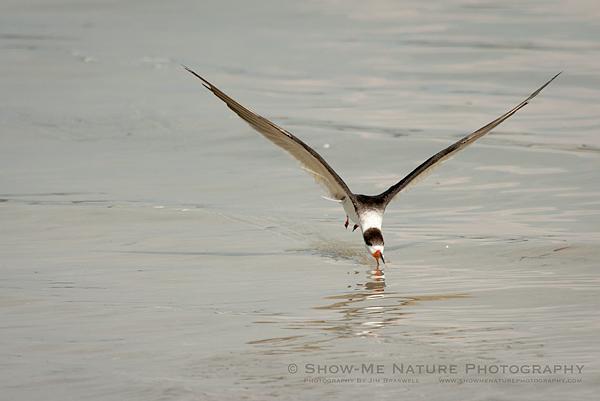 Black Skimmer, skimming across the water