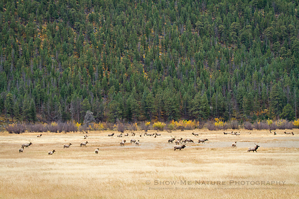 Meadow of bull and cow elk