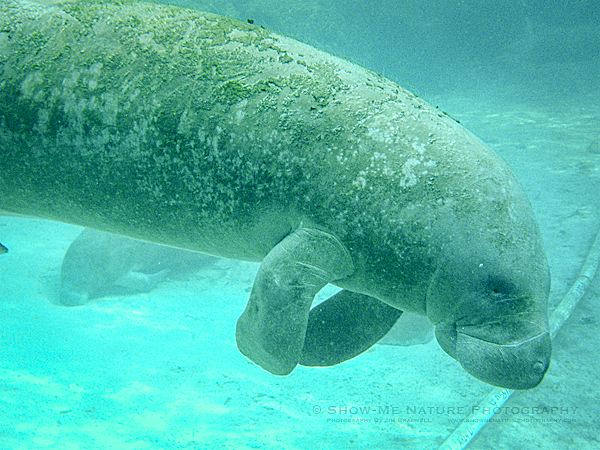 Manatee resting in the Crystal River