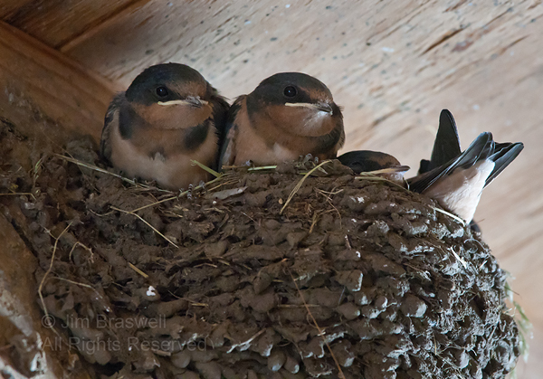 Barn Swallow babies in nest