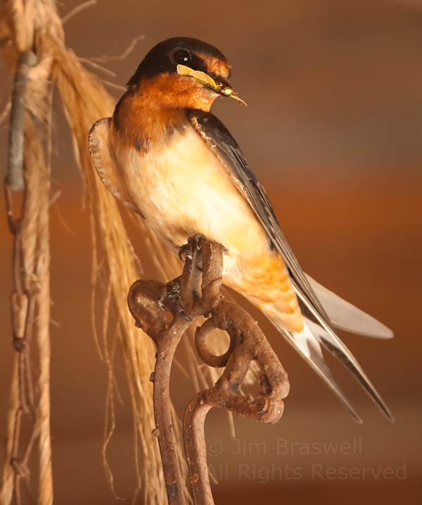 Barn Swallow with Insect in mouth