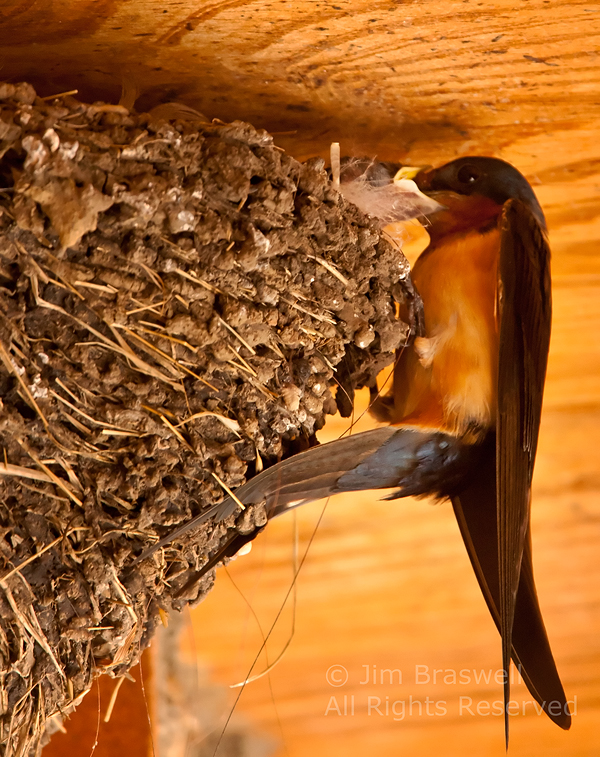 Barn Swallow adult feeding young