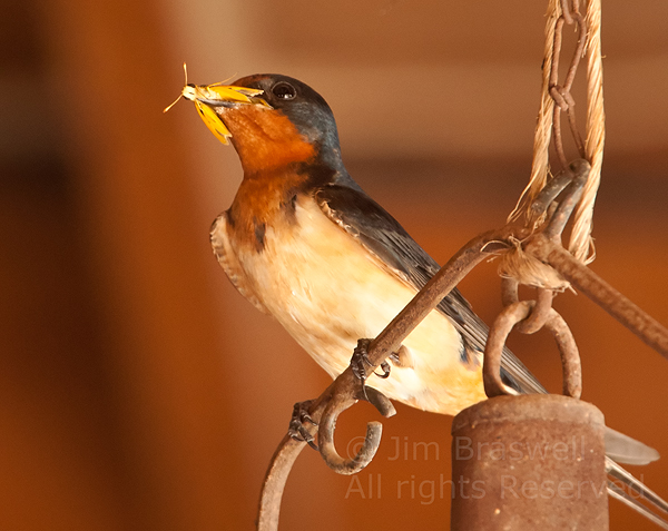 Barn Swallow with Grasshopper in mouth