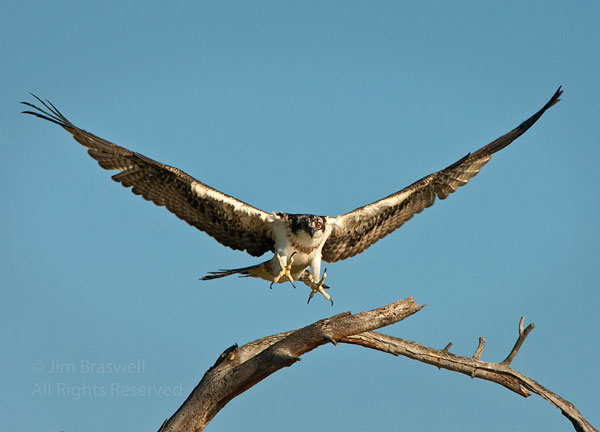 Osprey landing in tree