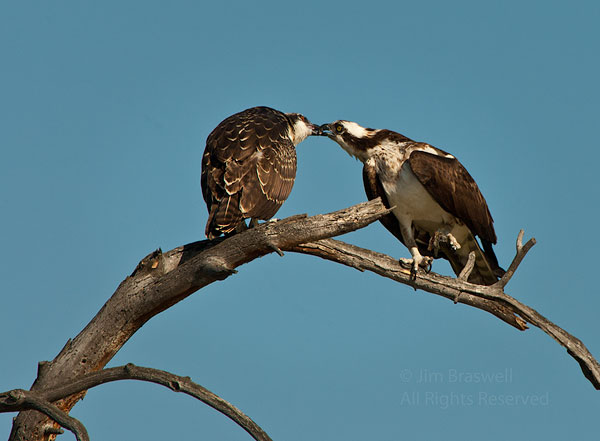 Adult Osprey feeds a fledgling