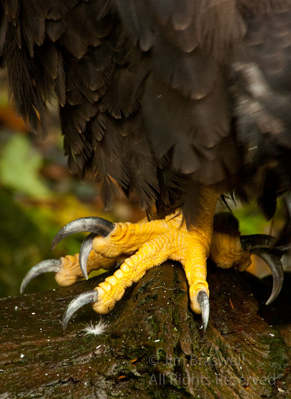Closeup look at Bald Eagle's talons