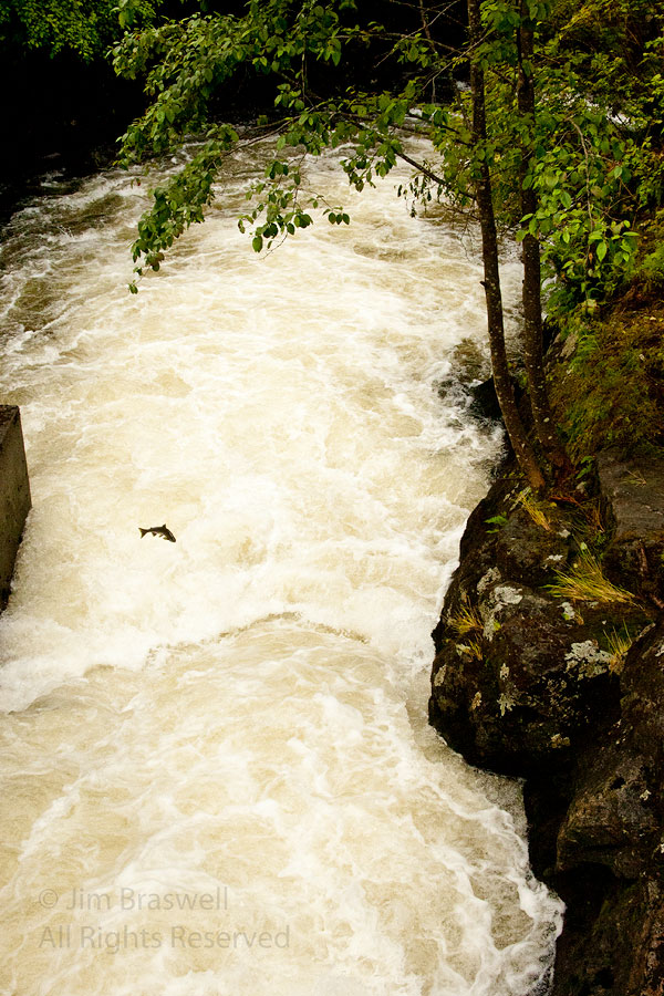 Salmon jumping the waterfalls